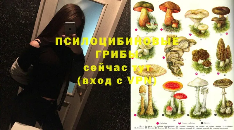 закладка  Ковылкино  OMG ССЫЛКА  Псилоцибиновые грибы Psilocybine cubensis 